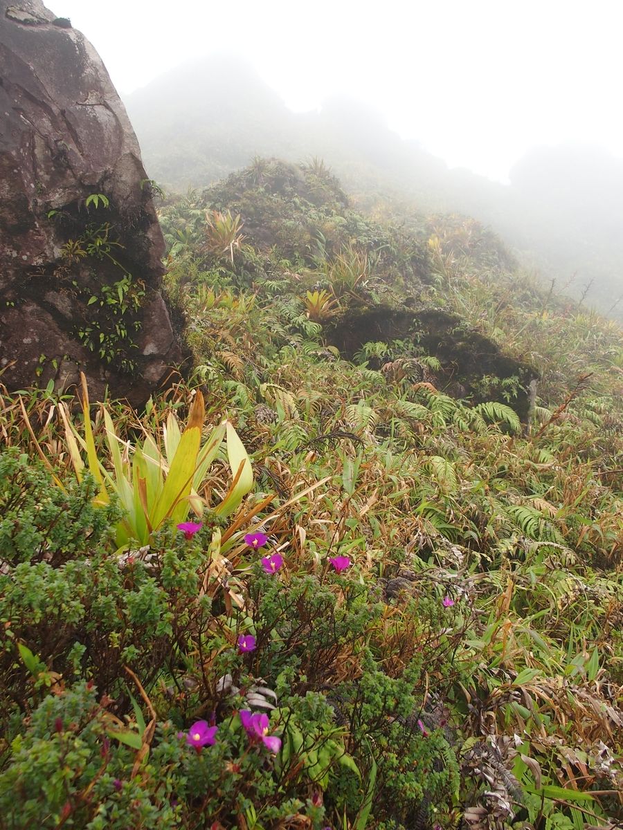 hegyi növények Mt. Pelee